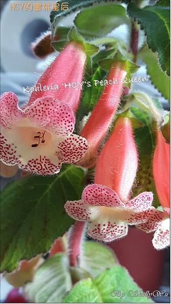 Kohleria %5CHCY%5Cs Peach Queen%5C HCY的蜜桃皇后 20160426_120820