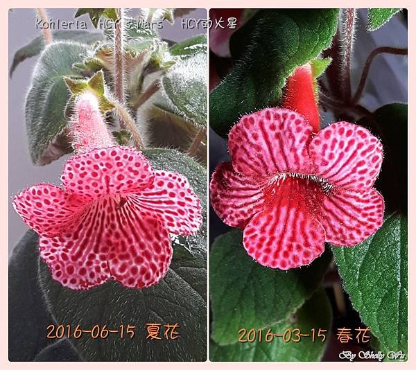 Kohleria %5CHCY%5Cs Mars%5C HCY的火星