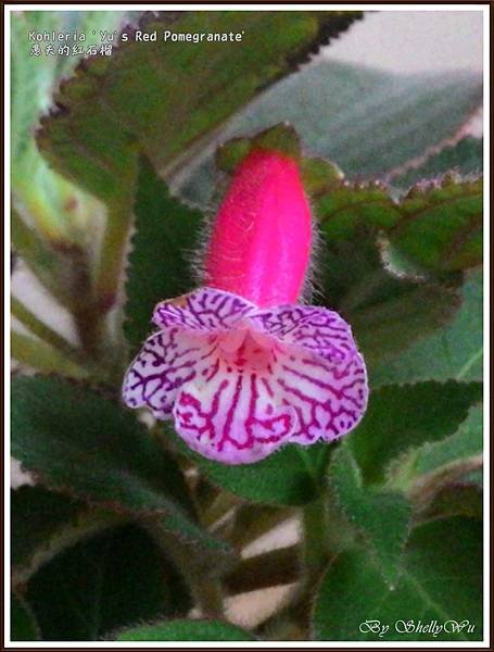 Kohleria %5CYu%5Cs Red Pomegranate愚夫的紅石榴_20160127_144906