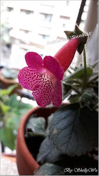 Kohleria %5CSunrise%5C20160423_103126