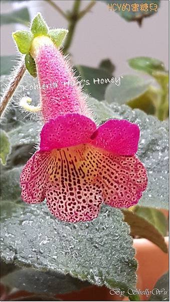 Kohleria %5CHCY%5Cs Honey%5C  HCY的蜜糖兒