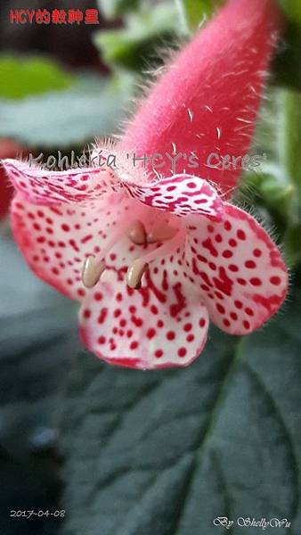 Kohleria %5CHCY%5Cs Ceres%5C 穀神星 20170404_175754