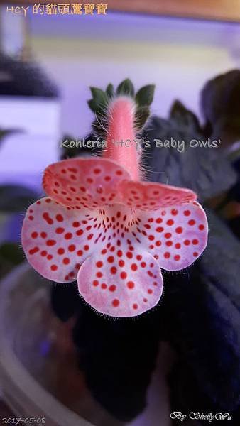 Kohleria %5CHCY%5Cs Baby Owls%5C HCY 的貓頭鷹寶寶 20170508_183722