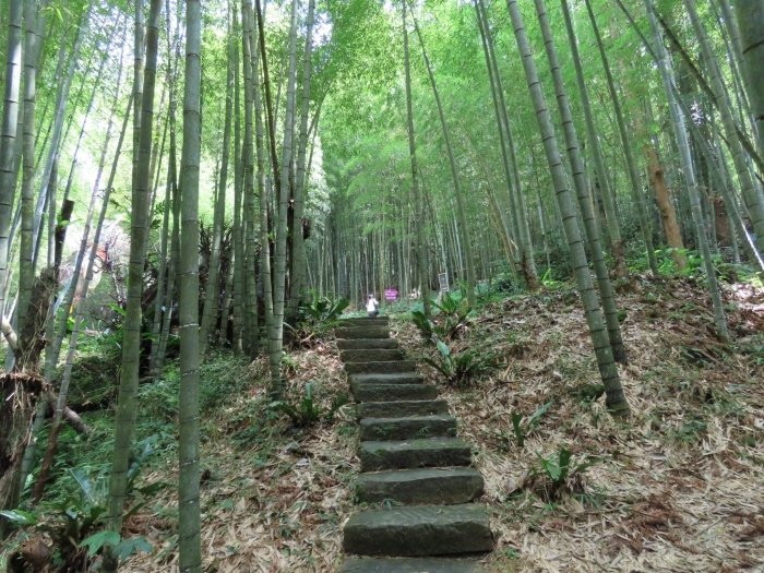 嘉義瑞里綠色隧道&amp;茶園風光