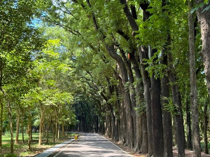 高雄六龜新威森林公園