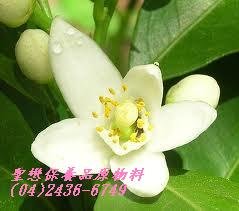 橙花1.JPG