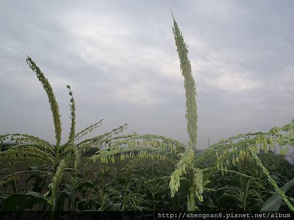 北海道水果牛奶玉米