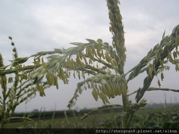 北海道水果牛奶玉米