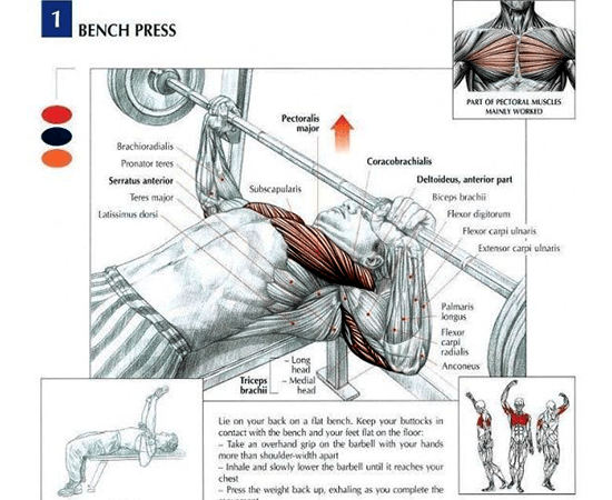 Benchpress-Exercise-Muscles-Affected