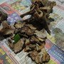 DSC06533.JPG