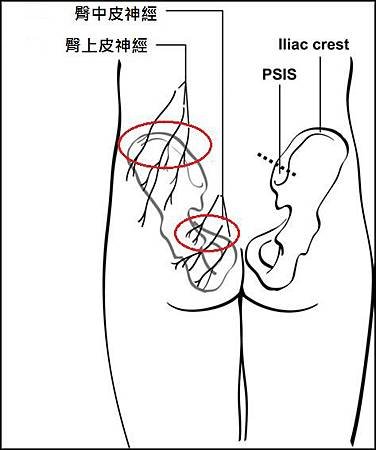 cluneal nerve