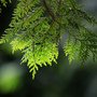 IMG_1177.JPG