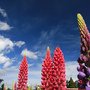 IMG_9575.JPG