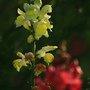 IMG_9755.JPG