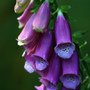 IMG_1137.JPG