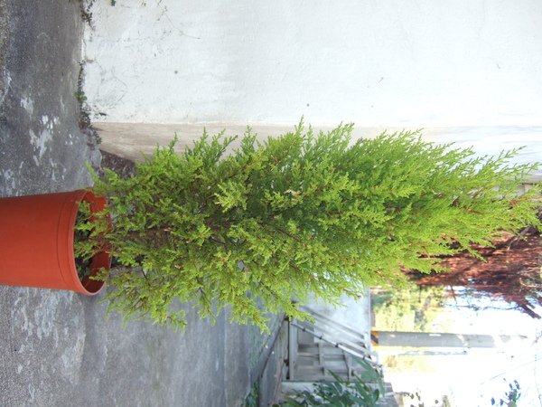 香木白