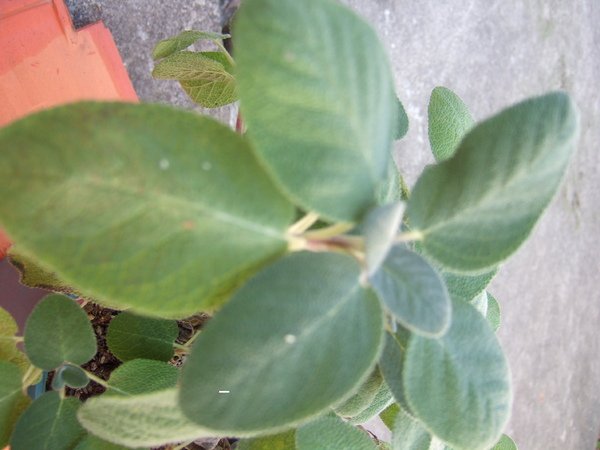 鼠尾草