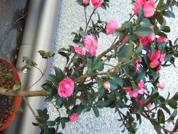 山茶花