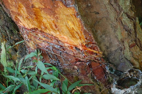 DSC_0436.JPG