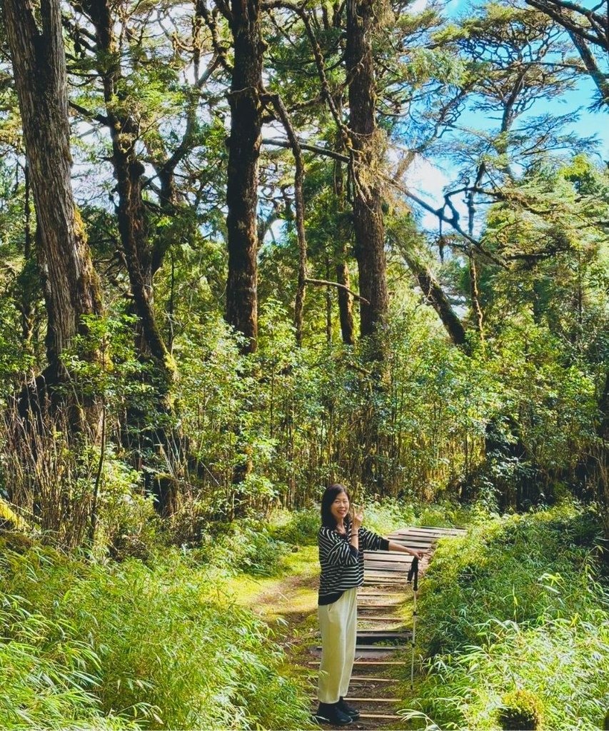 宜蘭太平山｜完美保持原始環境的檜木原始林步道和鐵杉林自然步道