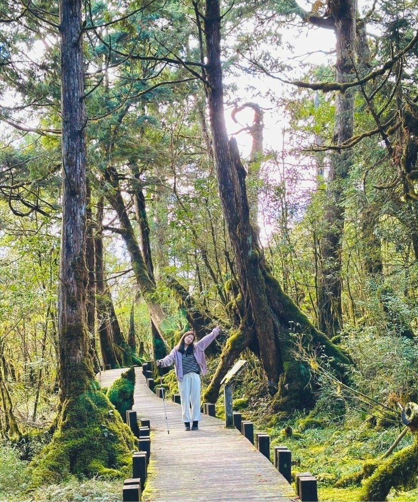 宜蘭太平山｜完美保持原始環境的檜木原始林步道和鐵杉林自然步道