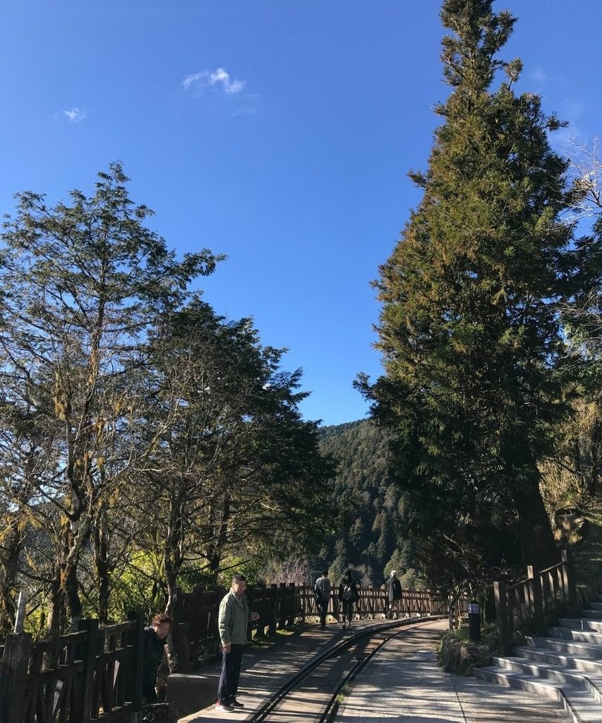宜蘭太平山｜完美保持原始環境的檜木原始林步道和鐵杉林自然步道