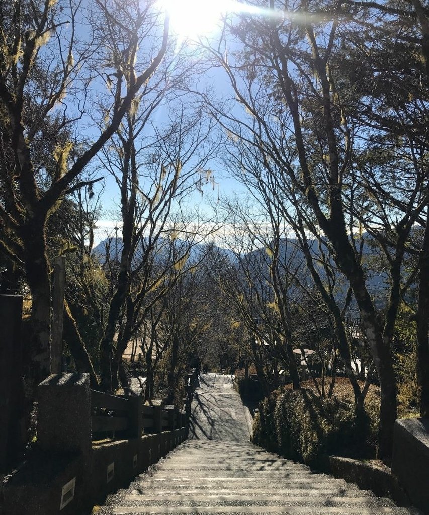 宜蘭太平山｜完美保持原始環境的檜木原始林步道和鐵杉林自然步道