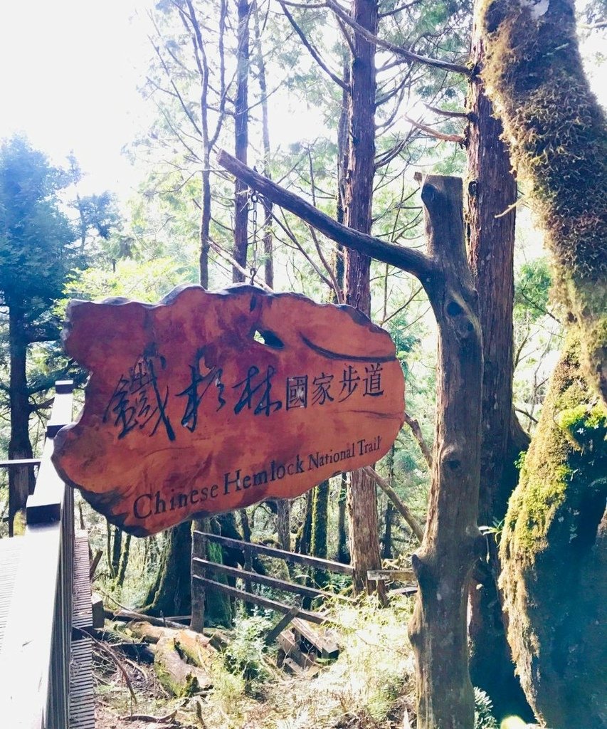 宜蘭太平山｜完美保持原始環境的檜木原始林步道和鐵杉林自然步道