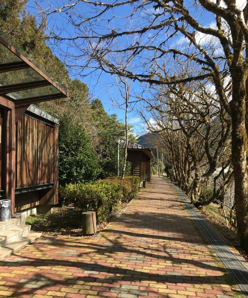 宜蘭太平山｜完美保持原始環境的檜木原始林步道和鐵杉林自然步道