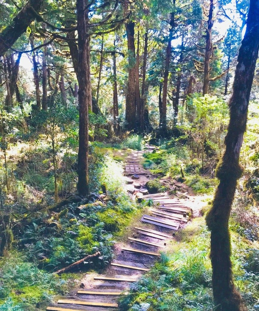 宜蘭太平山｜完美保持原始環境的檜木原始林步道和鐵杉林自然步道