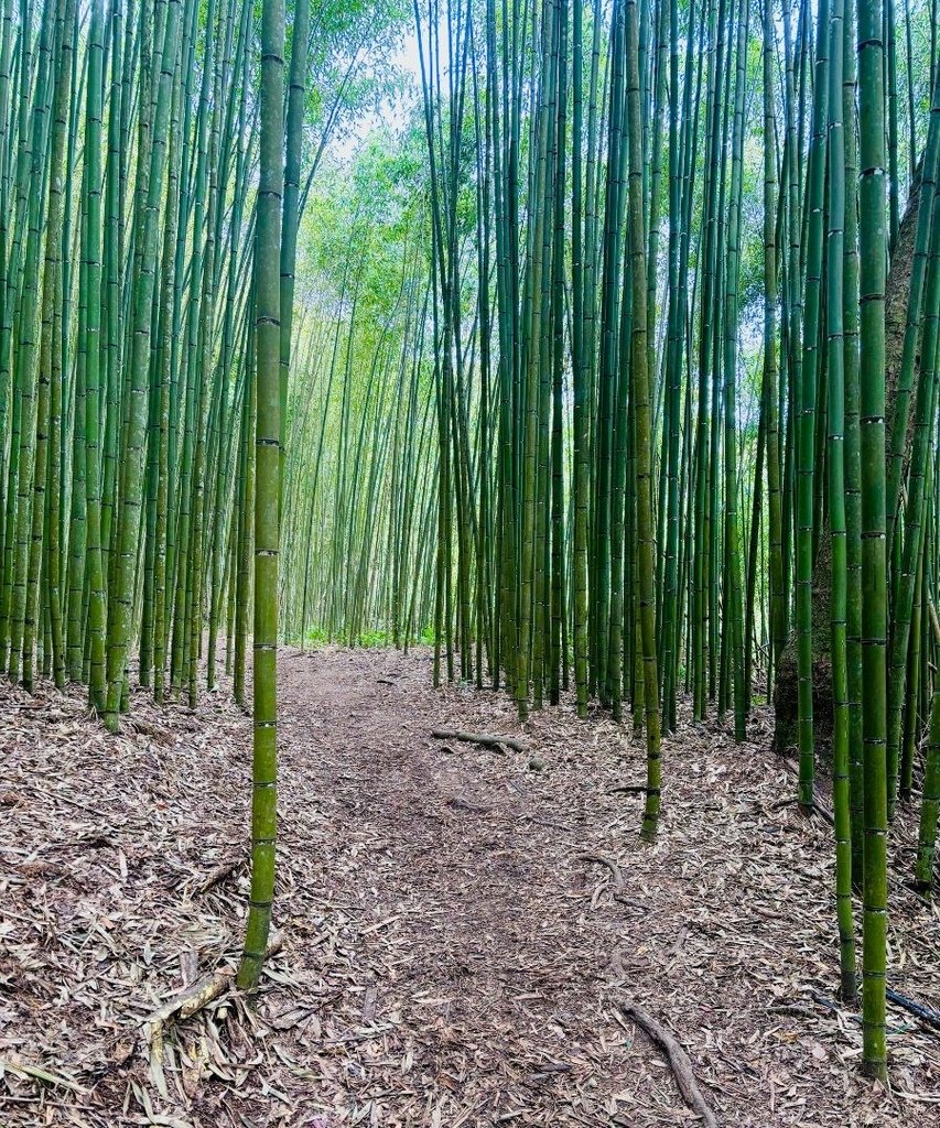 新竹尖石|霞喀羅古道～白石吊橋～楓葉季時整片楓樹環繞～美呆