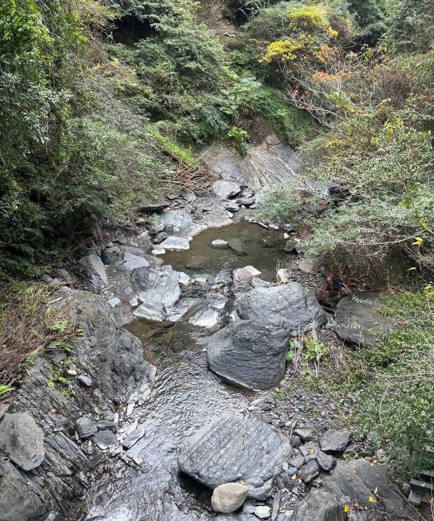 新竹尖石|霞喀羅古道～白石吊橋～楓葉季時整片楓樹環繞～美呆