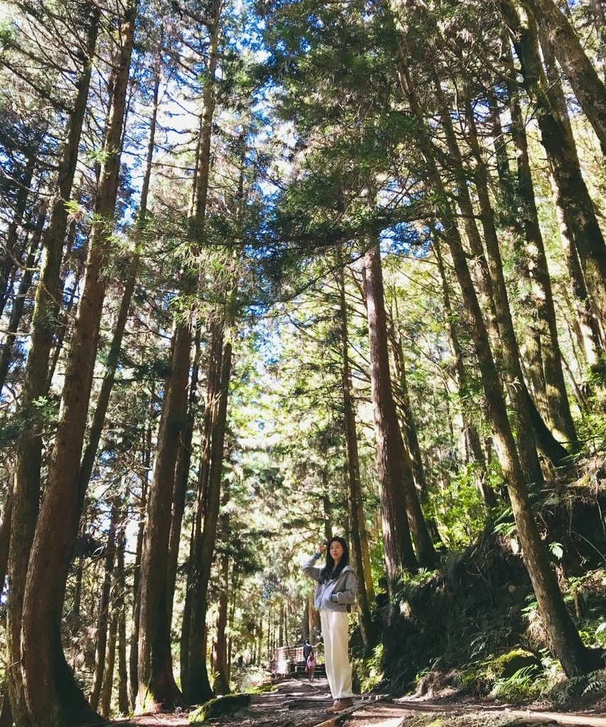 宜蘭太平山｜蹦蹦車去探索茂興懷舊步道以及太平山看到可愛的黃喉