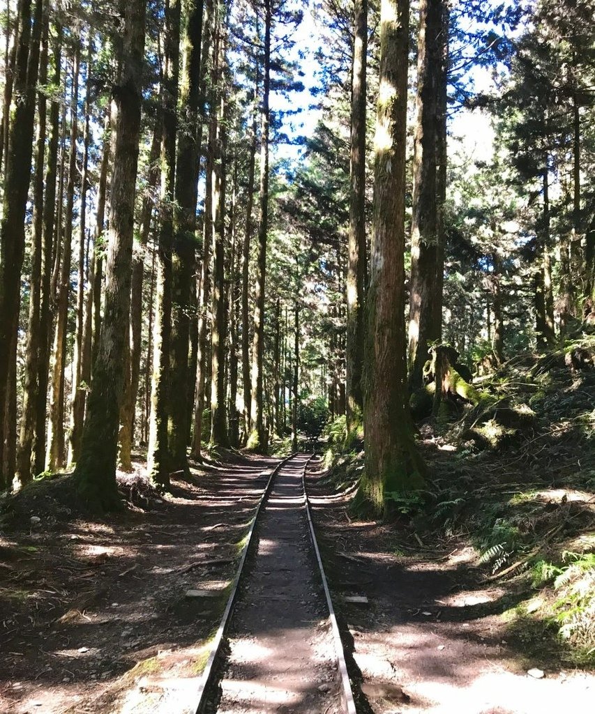 宜蘭太平山｜蹦蹦車去探索茂興懷舊步道以及太平山看到可愛的黃喉