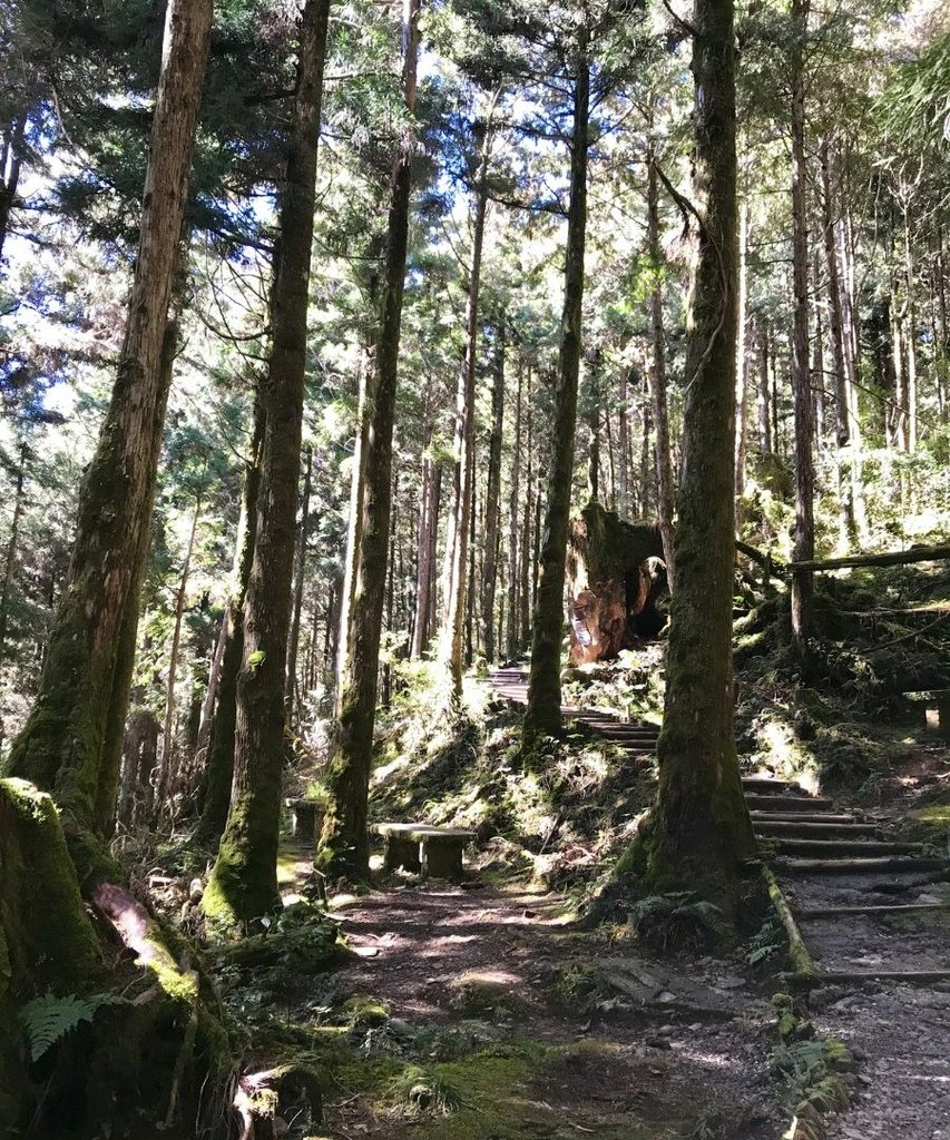 宜蘭太平山｜蹦蹦車去探索茂興懷舊步道以及太平山看到可愛的黃喉