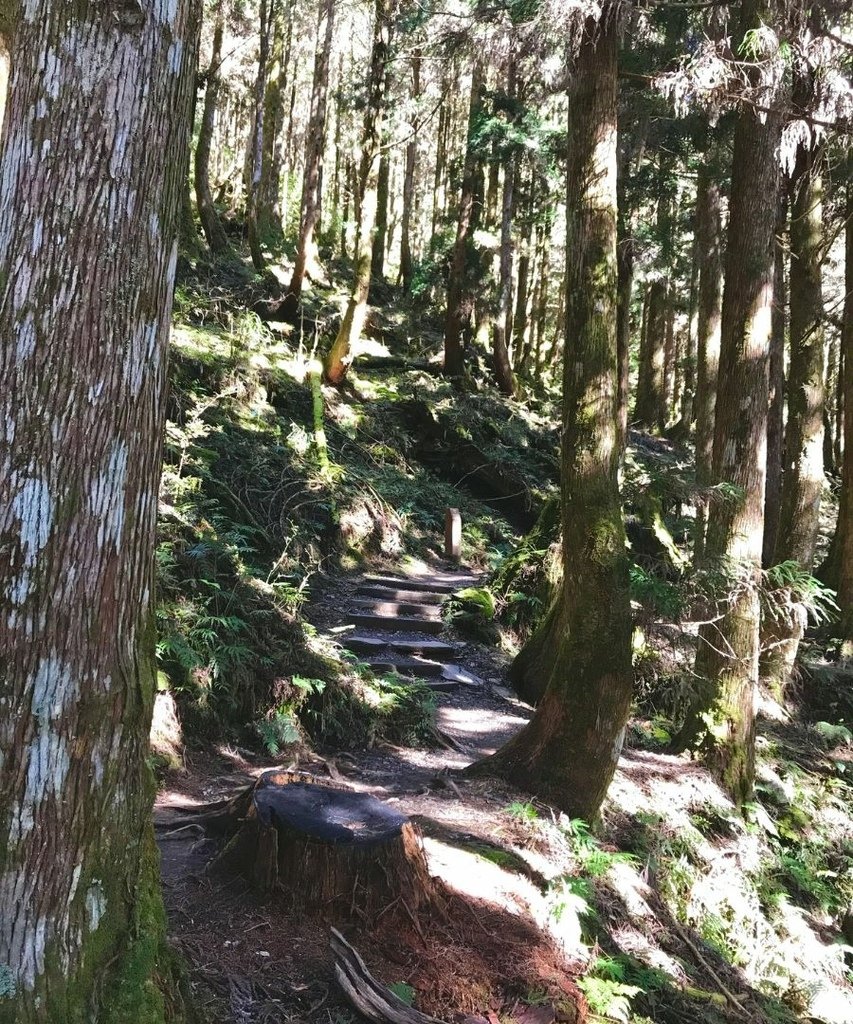 宜蘭太平山｜蹦蹦車去探索茂興懷舊步道以及太平山看到可愛的黃喉