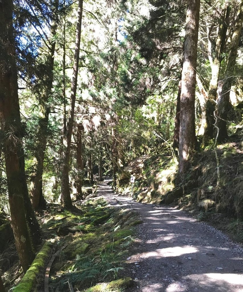 宜蘭太平山｜蹦蹦車去探索茂興懷舊步道以及太平山看到可愛的黃喉