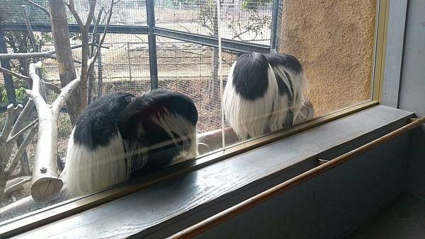 0218八木山動物公園_170218_0024.jpg