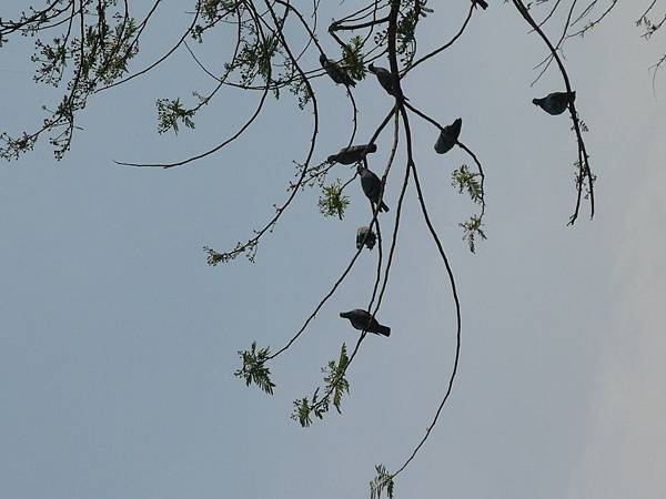 崔波來市集-慢樹枝鳥兒停歇