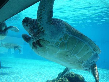 沖繩美麗海水族館