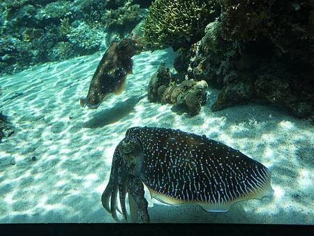 沖繩美麗海水族館