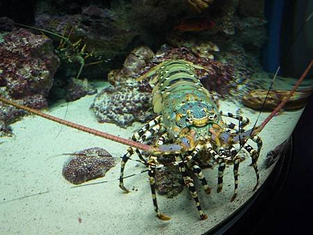 沖繩美麗海水族館