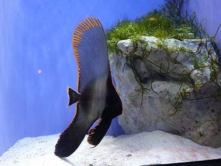 沖繩美麗海水族館