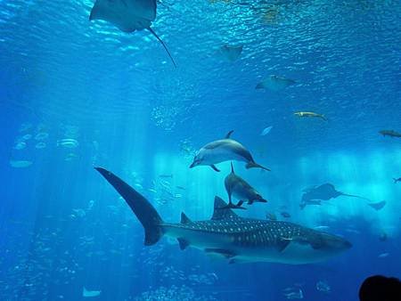 沖繩美麗海水族館