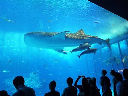 沖繩美麗海水族館