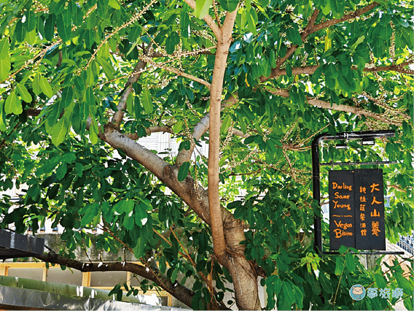 大人山養 Darling SameYoung Vegan Bistro純植物餐酒館   02.png