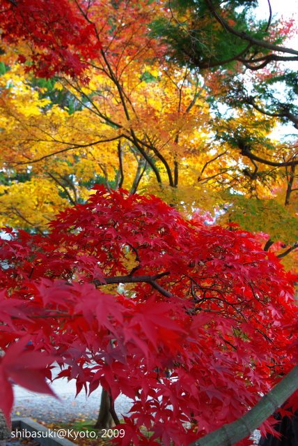 20091128_Kyoto-259_光明寺.JPG