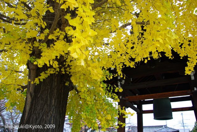 20091129_Kyoto-38_本隆寺(鳥岩樓對面).JPG