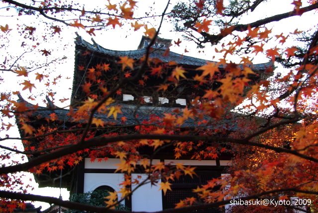 20091127_Kyoto-283_東福寺p.JPG
