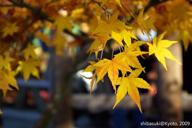 20091127_Kyoto-267_東福寺p.JPG